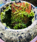 11th Mar 2024 - garden pot