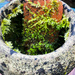 garden pot by cam365pix