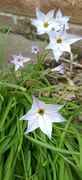 21st Mar 2024 - Star Flower 