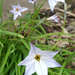 Star Flower 