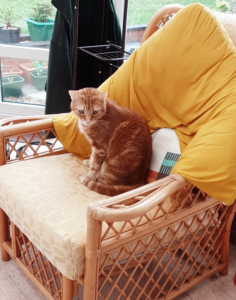 Hunter sitting on a favourite conservatory chair. by grace55