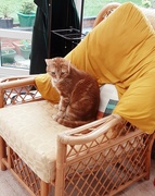 21st Mar 2024 - Hunter sitting on a favourite conservatory chair.