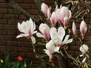 21st Mar 2024 - Magnolia 