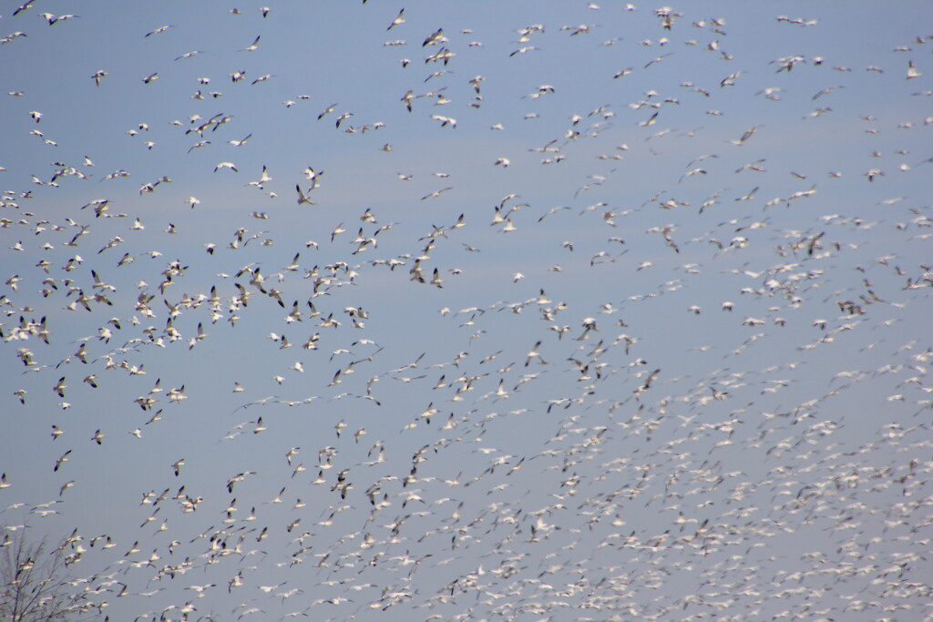 Snow geese migration by pirish