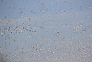 20th Mar 2024 - Snow geese migration
