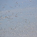 Snow geese migration by pirish