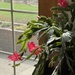 Amaryllis blooming again by essiesue