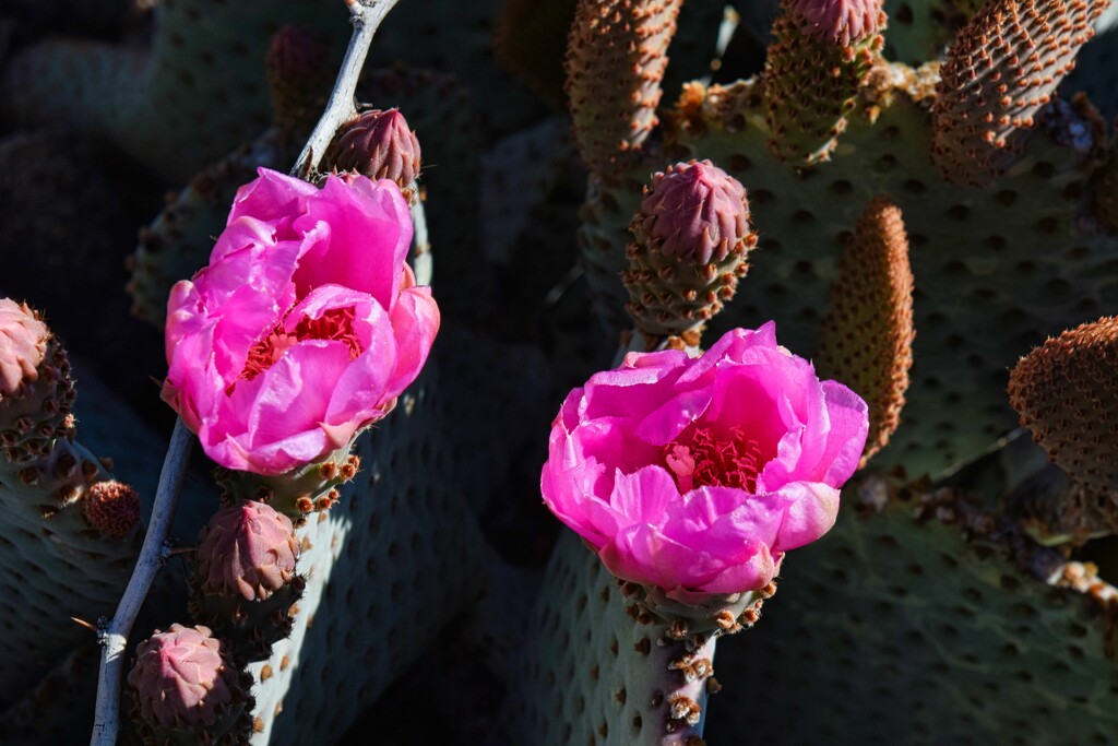 3 20 Cactus Blooms by sandlily