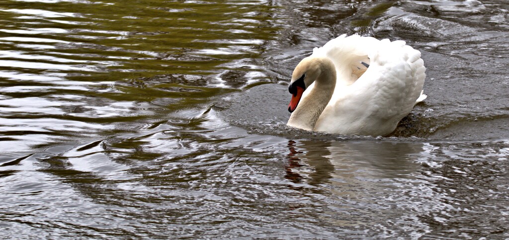 swan - sails up by ollyfran