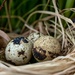 Birds nest by okvalle