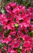 21st Mar 2024 - The brilliance of azaleas at peak bloom
