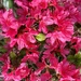 The brilliance of azaleas at peak bloom by congaree
