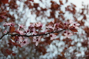 21st Mar 2024 - Blossom 