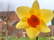 19th Mar 2024 - Orange centred daffodil.