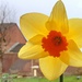 Orange centred daffodil.