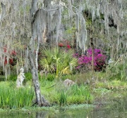 20th Mar 2024 - Magnolia Gardens, Charleston, SC