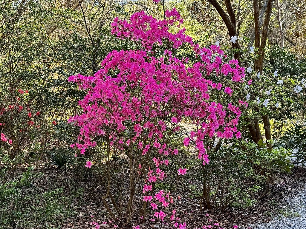 Spectacular azaleas at Magnolia Gardens in Charleston, SC by congaree