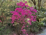 20th Mar 2024 - Spectacular azaleas at Magnolia Gardens in Charleston, SC