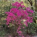Spectacular azaleas at Magnolia Gardens in Charleston, SC by congaree