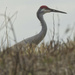 sandhill crane  by rminer