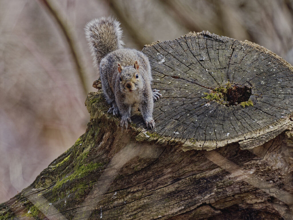 squirrel on a stump by rminer