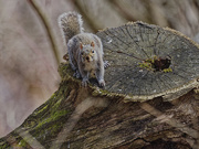 21st Mar 2024 - squirrel on a stump