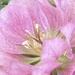 Hellebore Flower