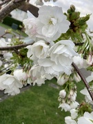 20th Mar 2024 - Cherry Tree Blossom 