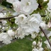 Cherry Tree Blossom 