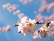 20th Mar 2024 - Pink cherry blossom