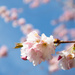 Pink cherry blossom by josiegilbert