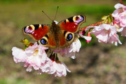 21st Mar 2024 - Peacock butterfly