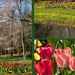 Tulips 8 Collage