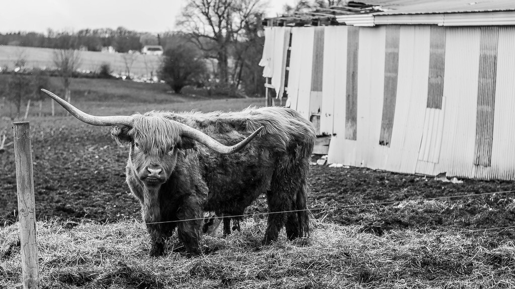 Highland cattle by darchibald