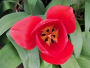 21st Mar 2024 - Day 81/366. Tulip.