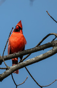 21st Mar 2024 - Cardinal