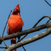Cardinal by corinnec