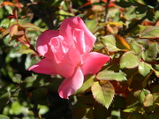 21st Mar 2024 - Pink Rose 
