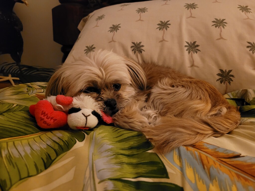 Lambchop snuggles  by scoobylou