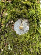 21st Mar 2024 - Tree ornament. 