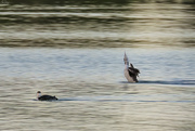 21st Mar 2024 - Loon Courting Display
