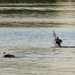 Loon Courting Display