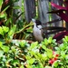 Juvenile Butcherbird ~