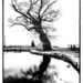 Gairloch Tree