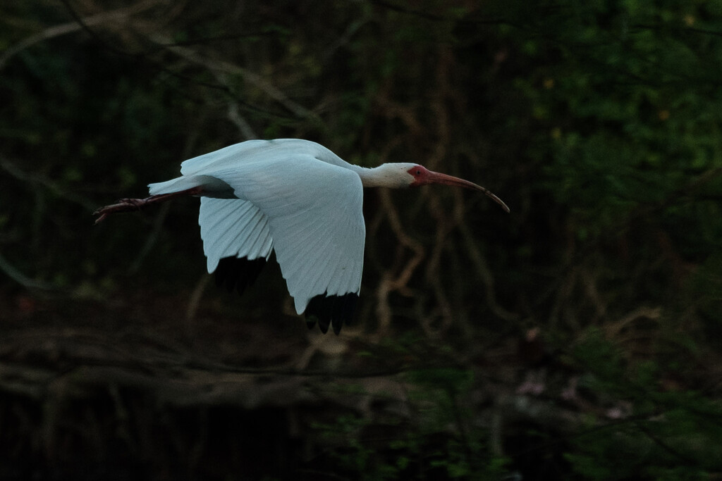 Soaring into dinnertime by aaronosaurus