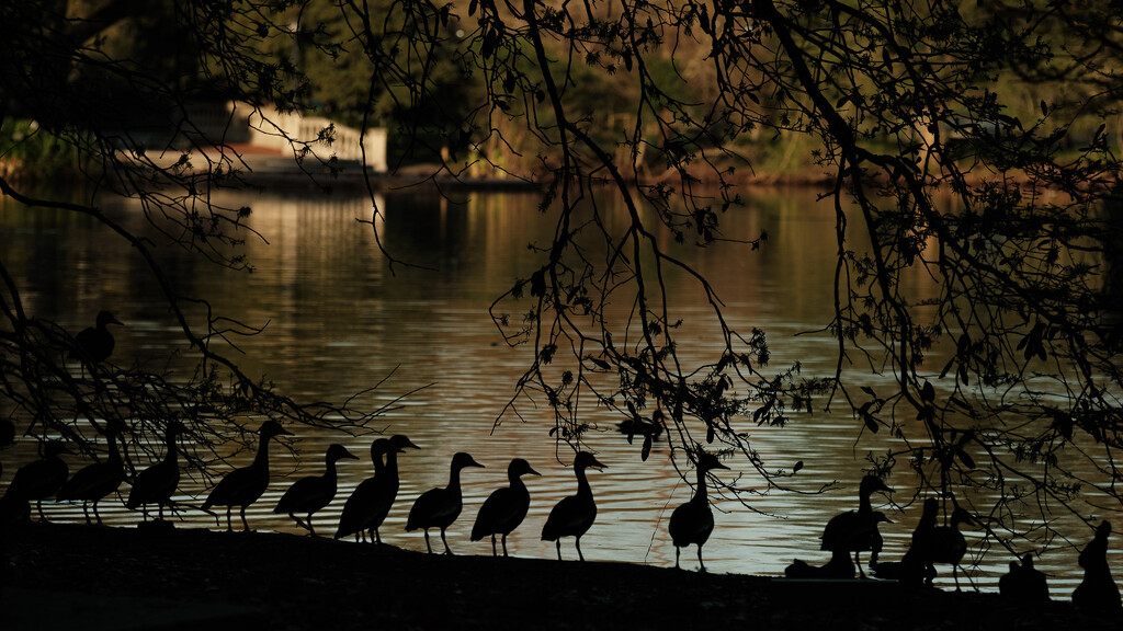 All admiring the sunset by aaronosaurus