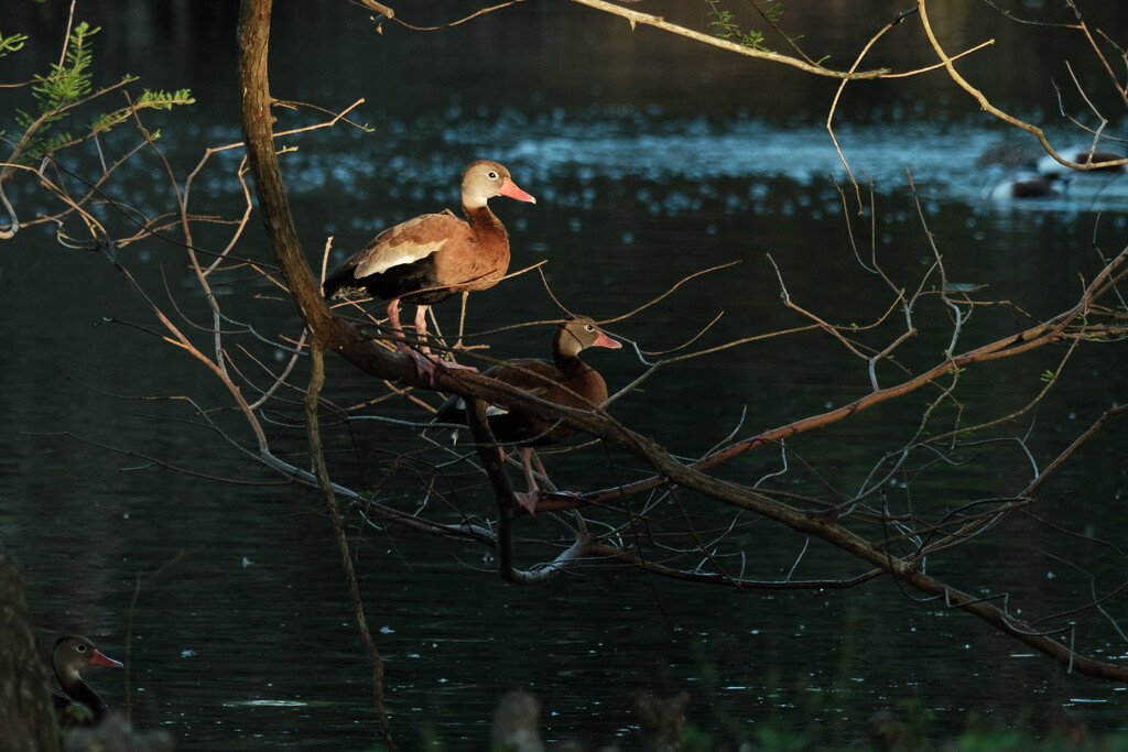 More ducks by aaronosaurus