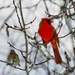 Northern Cardinal by ljmanning