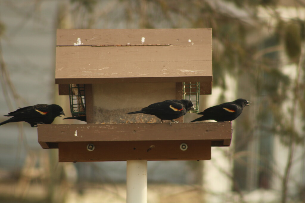 Redwinged blackbirds at my feeder by mltrotter