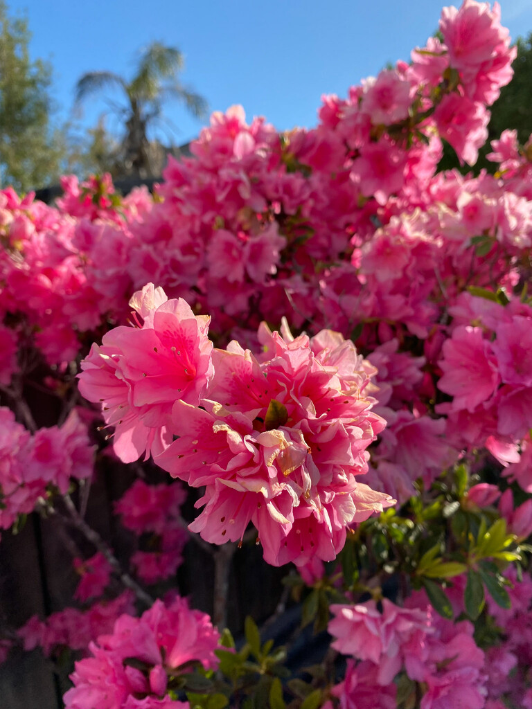 Azaleas in the sun by aaronosaurus